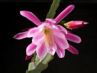 Thumbnail of 1501_Epicactus Sherman E. Beahm_20160420_01(1).JPG